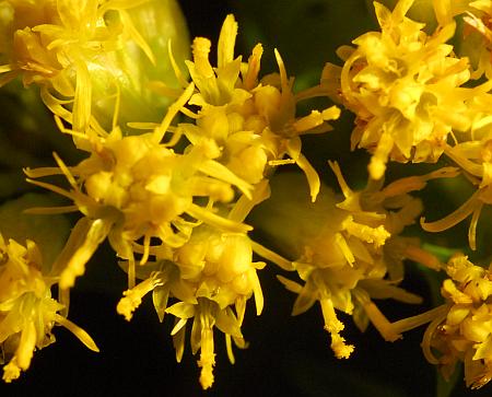 Solidago_riddellii_florets.jpg