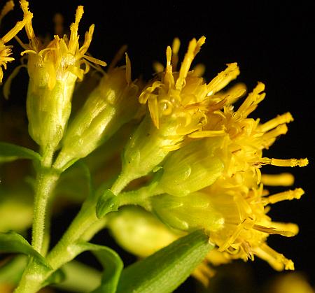 Solidago_riddellii_involucres.jpg