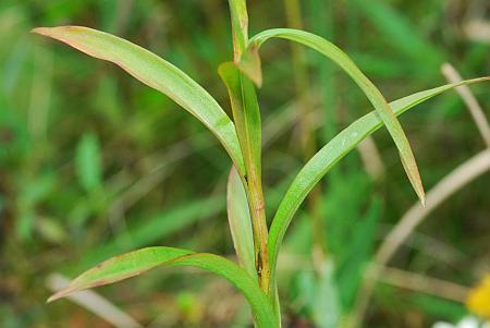 Solidago_riddellii_leaves.jpg