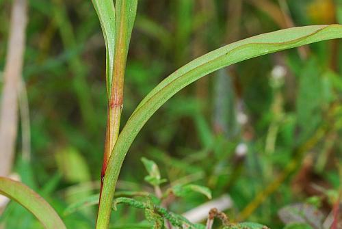 Solidago_riddellii_leaves2.jpg