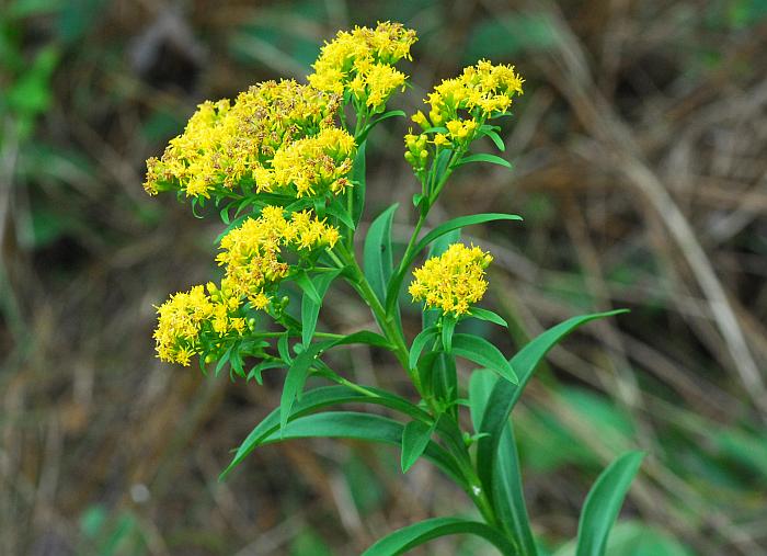 Solidago_riddellii_plant.jpg