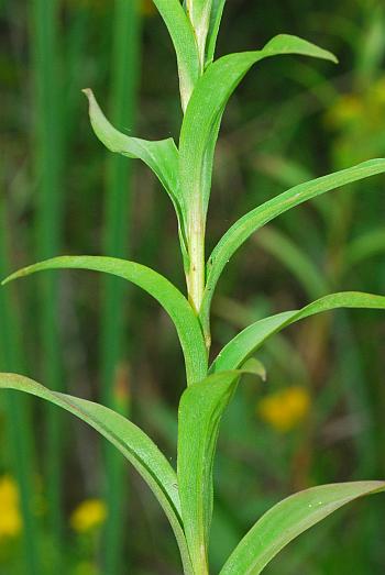 Solidago_riddellii_stem.jpg