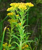 Solidago riddellii thumbnail