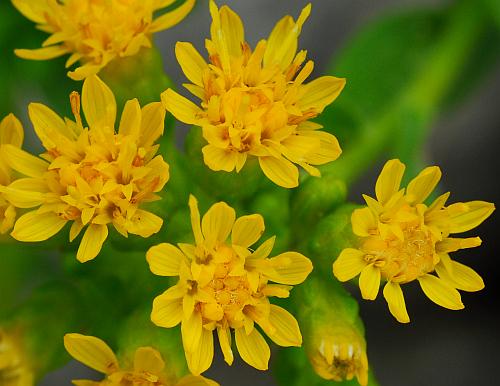 Solidago_rigida_florets.jpg