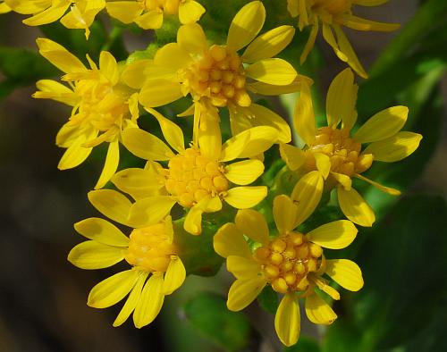 Solidago_rigida_heads.jpg