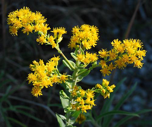 Solidago_rigida_inflorescence.jpg