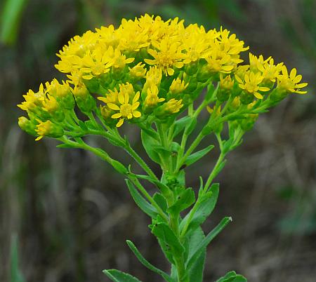 Solidago_rigida_inflorescence2.jpg