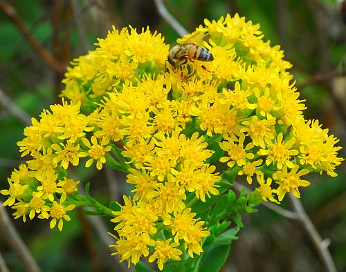 Solidago_rigida_inflorescence3.jpg