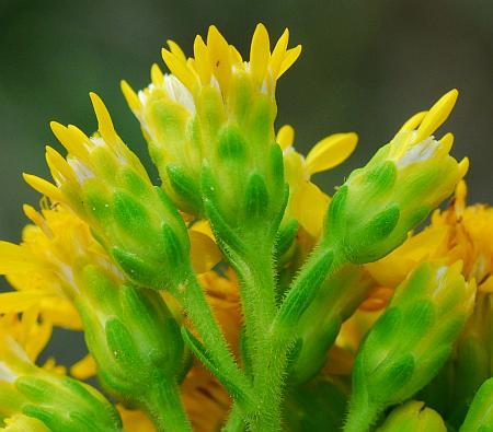 Solidago_rigida_involucres.jpg