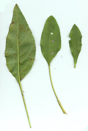 Solidago_rigida_leaves.jpg