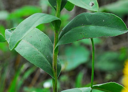 Solidago_rigida_leaves1.jpg