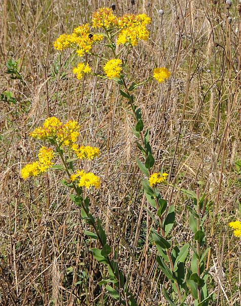 Solidago_rigida_plant.jpg