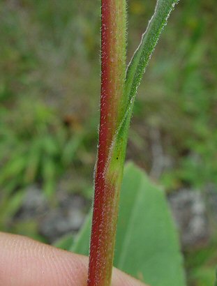 Solidago_rigida_stem.jpg