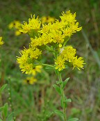 Solidago rigida thumbnail