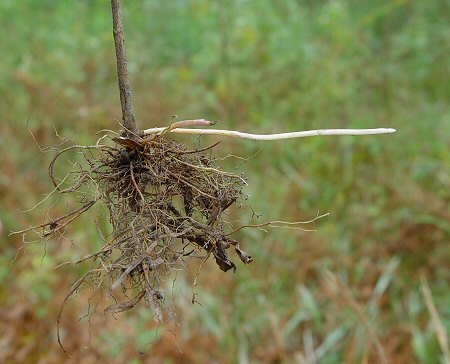 Solidago_rugosa_base.jpg