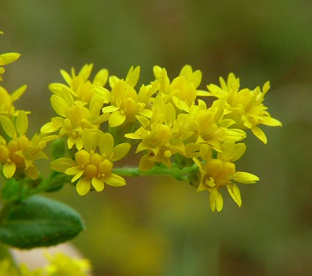 Solidago_rugosa_flowers.jpg