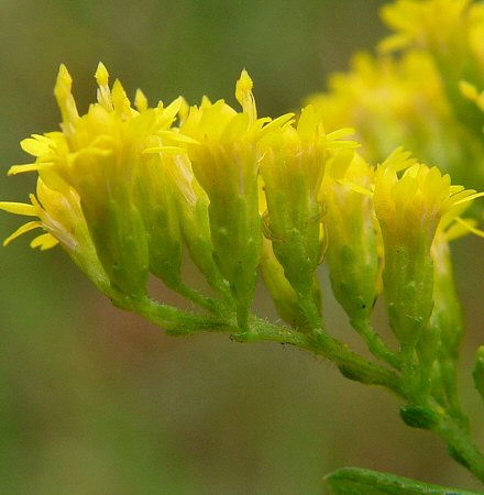 Solidago_rugosa_involucre.jpg