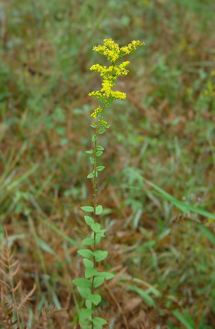 Solidago_rugosa_plant.jpg