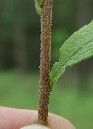 Solidago_rugosa_stem.jpg