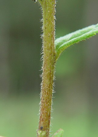 Solidago_rugosa_stem2.jpg