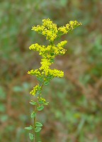 Solidago rugosa thumbnail