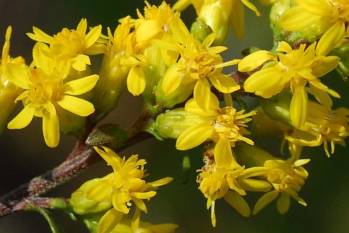 Solidago_speciosa_florets.jpg