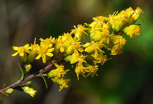 Solidago_speciosa_inflorescence.jpg