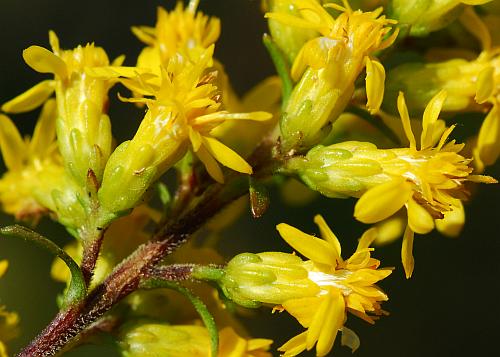 Solidago_speciosa_involucres.jpg