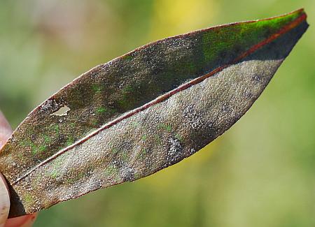 Solidago_speciosa_leaf1.jpg