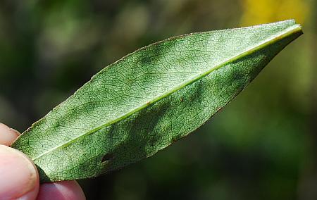 Solidago_speciosa_leaf2.jpg