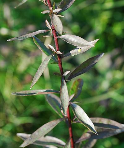 Solidago_speciosa_leaves.jpg