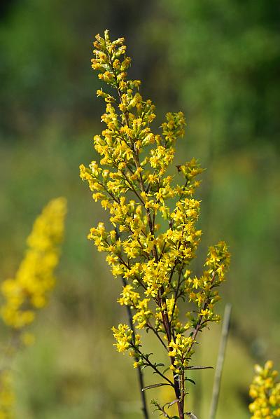 Solidago_speciosa_plant.jpg