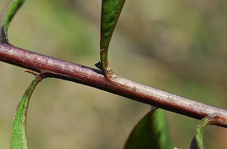 Solidago_speciosa_stem.jpg