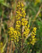 Solidago speciosa thumbnail