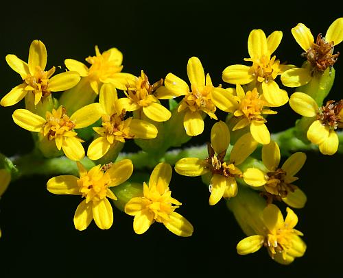 Solidago_ulmifolia_var_ulmifolia_florets.jpg