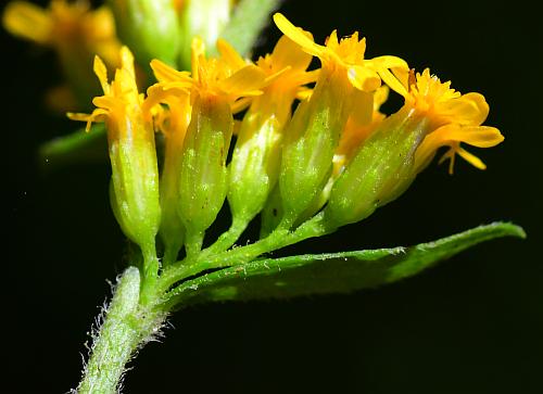 Solidago_ulmifolia_var_ulmifolia_heads.jpg