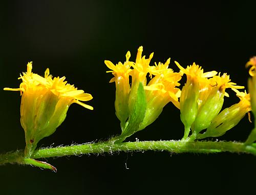 Solidago_ulmifolia_var_ulmifolia_heads2.jpg