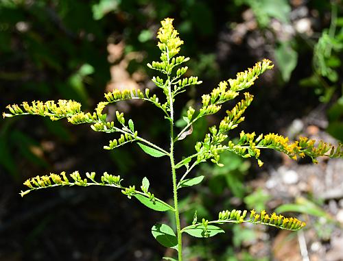 Solidago_ulmifolia_var_ulmifolia_inflorescence.jpg