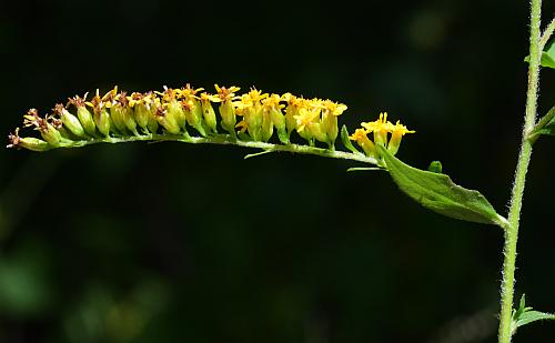 Solidago_ulmifolia_var_ulmifolia_inflorescence2.jpg