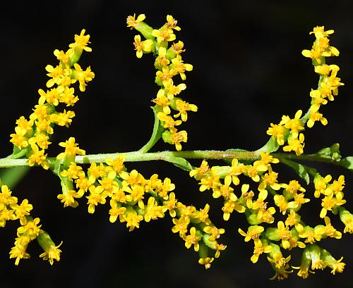 Solidago_ulmifolia_var_ulmifolia_inflorescence3.jpg