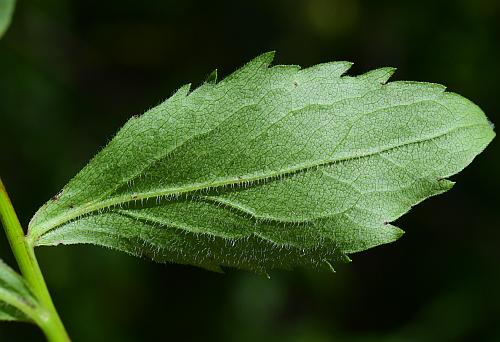 Solidago_ulmifolia_var_ulmifolia_leaf2.jpg