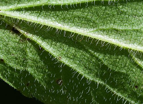 Solidago_ulmifolia_var_ulmifolia_leaf2a.jpg