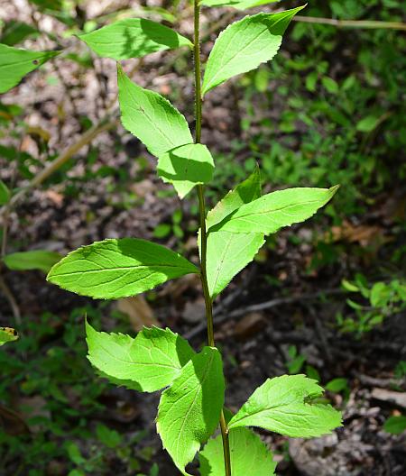 Solidago_ulmifolia_var_ulmifolia_leaves1.jpg