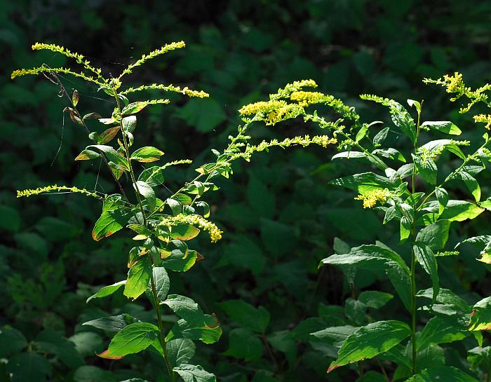 Solidago_ulmifolia_var_ulmifolia_plant.jpg