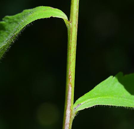 Solidago_ulmifolia_var_ulmifolia_stem.jpg