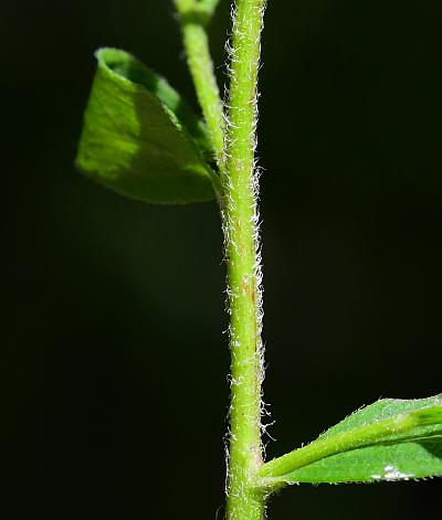 Solidago_ulmifolia_var_ulmifolia_stem2.jpg