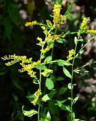 Solidago ulmifolia var. ulmifolia thumbnail