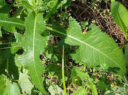 Sonchus_arvensis_basals.jpg