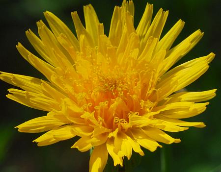 Sonchus_arvensis_florets.jpg