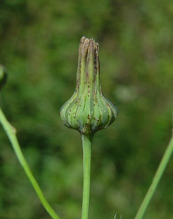 Sonchus_arvensis_fruiting_involucre.jpg